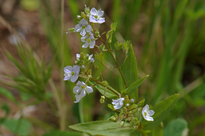 Water Speedwell or Blue Water Speedwell is a member of the Snapdragon Family and is naturalized across North and South America. Veronica anagallis-aquatica